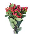 Hypericum true romance 50 - HYPTRUROM