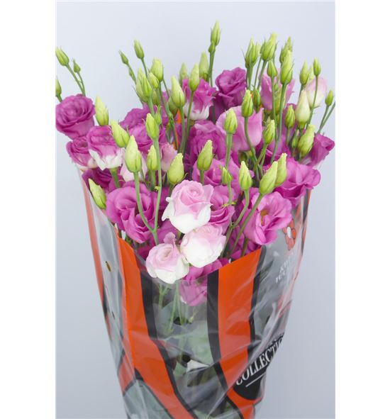 Lisianthus exc. hot pink 75 - LISEXCHOTPIN