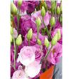 Lisianthus exc. hot pink 75 - LISEXCHOTPIN1