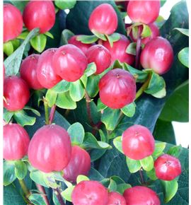 Hypericum true romance 50 - HYPTRUROM