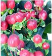 Hypericum true romance 50 - HYPTRUROM1