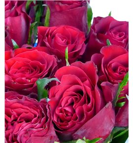Rosa hol madam red 60 - RGRMADRED