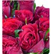 Rosa hol madam red 60 - RGRMADRED1