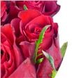 Rosa hol madam red 60 - RGRMADRED2