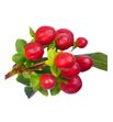 Hypericum true romance 50 - HYPTRUROM2