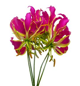 Gloriosa orange 20 - GLOORA