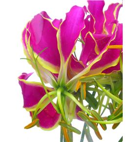 Gloriosa orange 20 - GLOORA