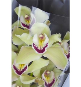 Cymbidium piedmont x6 - CYMBPIE1