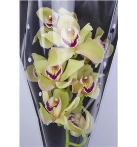 Cymbidium piedmont x6 - CYMBPIE1