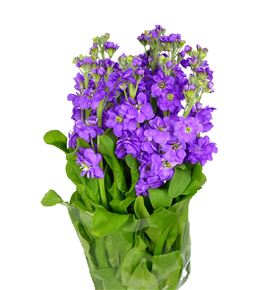 Matthiola figaro lavandel 60 - MATFIGLAV