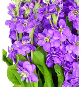 Matthiola figaro lavandel 60 - MATFIGLAV