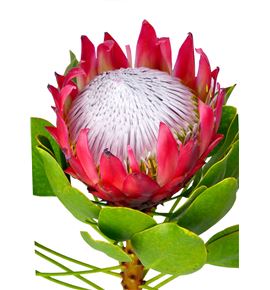 Protea cynaroides madiba 40 - PROCYN
