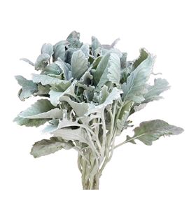 Senecio new look 45 - SENNEWLOO