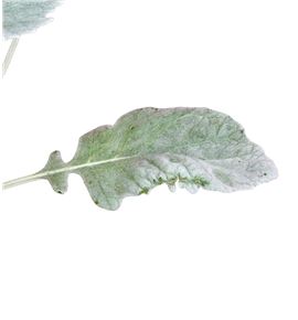 Senecio new look 45 - SENNEWLOO