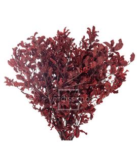 Pitosporum preservado pit/0203 - PIT0203-2-PITTOSPORUM