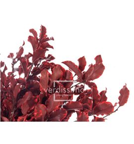 Pitosporum preservado pit/0203 - PIT0203-2-PITTOSPORUM
