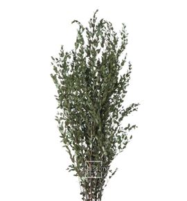 Eucaliptus parvifolia preservado par/0104 - PAR0104-2-EUCALIPTO