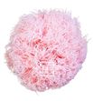 Green ball preservado rosa pastel grb/2420 - GRB2420-01-GREEN-BALL