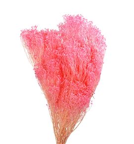 Broom bloom preservado rosa - BROBLOROS