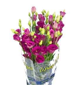 Lisianthus arosa red 65 - LISARORED