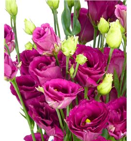 Lisianthus arosa red 65 - LISARORED