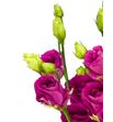 Lisianthus arosa red 65 - LISARORED2