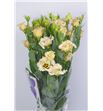 Lisianthus falda 60 - LISFAL