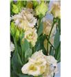 Lisianthus falda 60 - LISFAL1