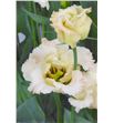 Lisianthus falda 60 - LISFAL2