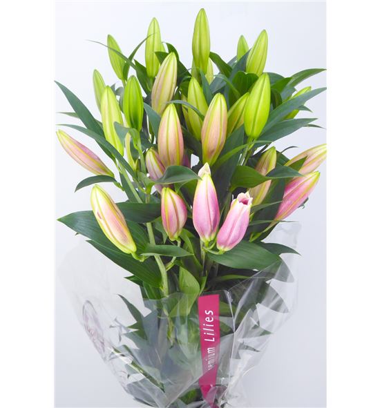 Lilium oriental hol calvados 70 - LOHCAL