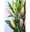 Lilium oriental hol calvados 70 - LOHCAL1