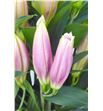 Lilium oriental hol calvados 70 - LOHCAL2