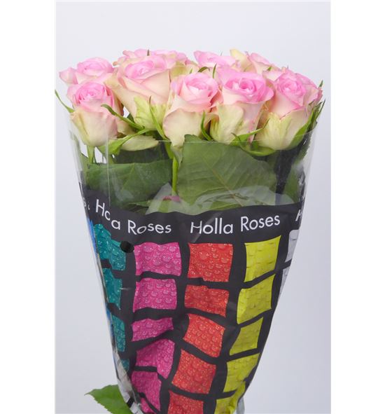 Rosa hol. lovely jewel 60 - RGRLOVJEW