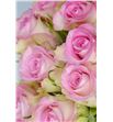 Rosa hol. lovely jewel 60 - RGRLOVJEW1