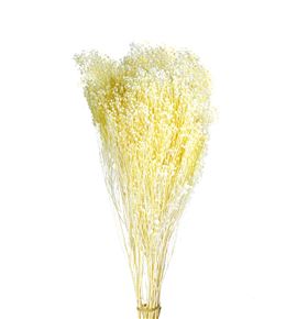 Broom bloom preservado blanco - BROBLOBLA