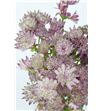 Astrantia star africa 40 - ASTSTAAFR1