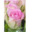 Rosa hol. lovely jewel 60 - RGRLOVJEW2