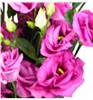 Lisianthus rosita rose 70 - LISROSROS1