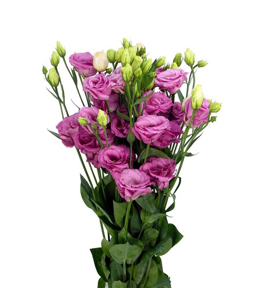 Lisianthus excal rose 75 - LISEXCROS