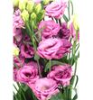 Lisianthus excal rose 75 - LISEXCROS1