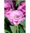 Lisianthus excal rose 75 - LISEXCROS2
