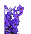 Delphinium delphi´s jewel 80 - DELDELJEW1