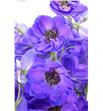 Delphinium delphi´s jewel 80 - DELDELJEW2