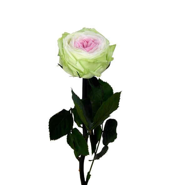 Rosa amorosa preservada mini garden prgt/6104 - PRG6104