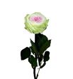 Rosa amorosa preservada mini garden prgt/6104 - PRG6104