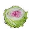 Rosa amorosa preservada mini garden prgt/6104 - PRG6104-1