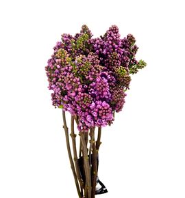 Syringa dark koster 40 - SYRDARKOS