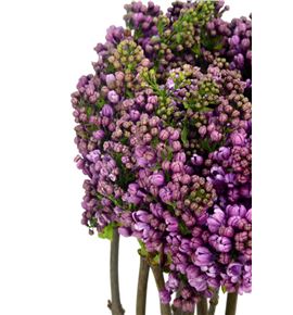 Syringa dark koster 40 - SYRDARKOS