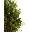 Broom bloom seco verde - BROSECVER1