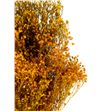 Broom bloom seco amarillo - BROSECAMA1